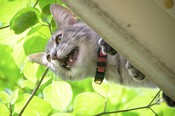 cat