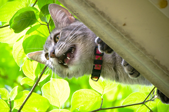 cat2