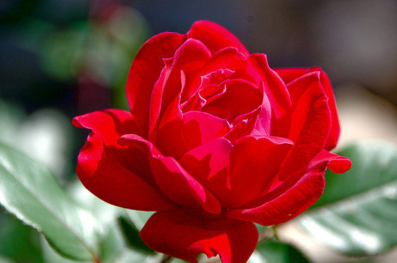 rose