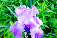 fleurb