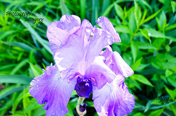 fleurb