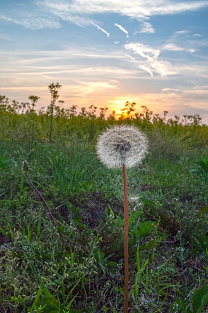 dandelion