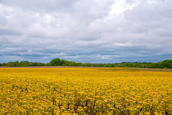 mustard4