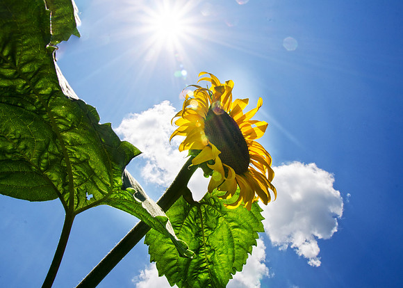 sunflower5