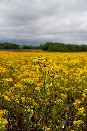 mustard