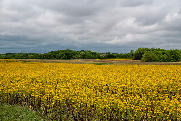 mustard2