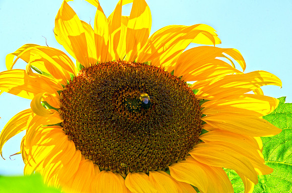 sunflower1