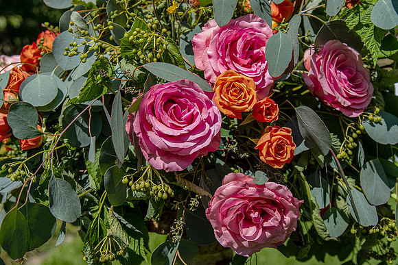 DSC_7956a