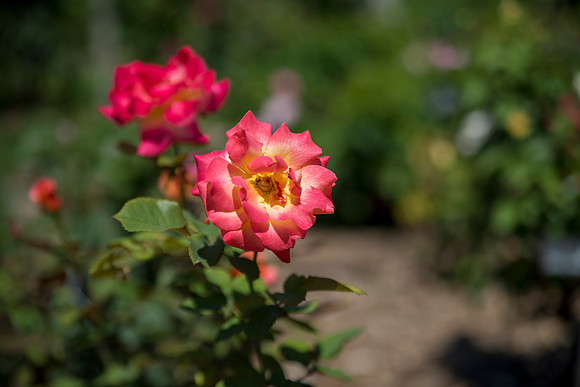 DSC_8090